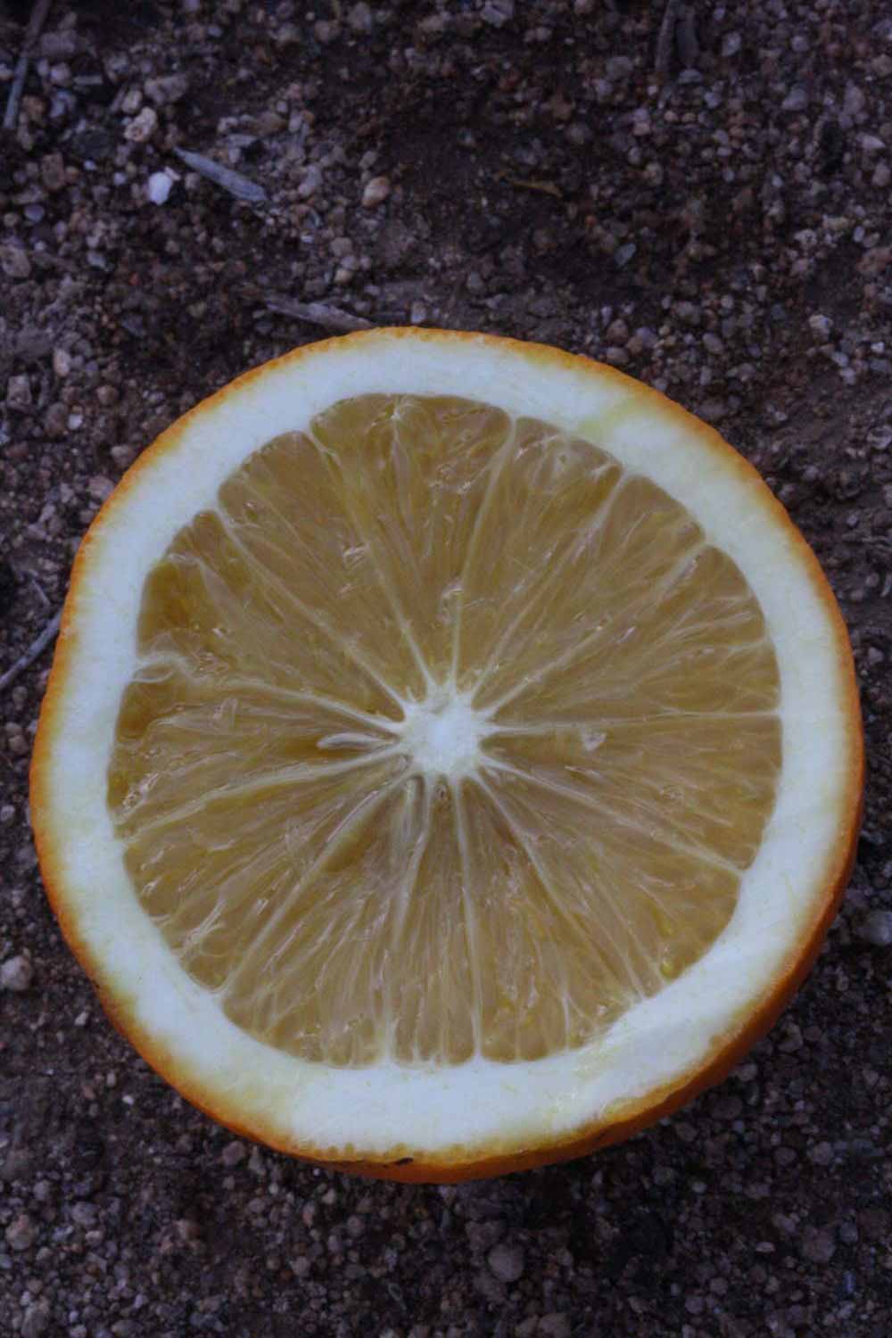            Fruit cross-section (Riverside, CA)   